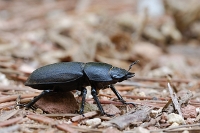 Coleottero nero (1)